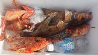 ウッカリカサゴ