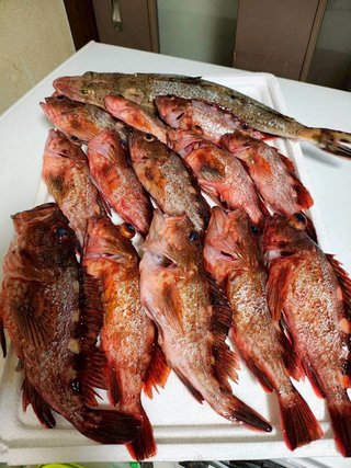 ショウサイフグ