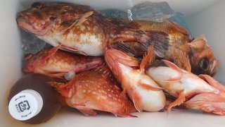 ウッカリカサゴ