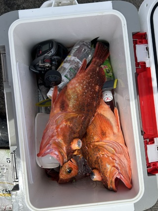 ウッカリカサゴ