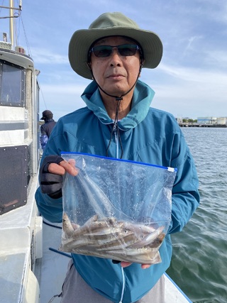 シロギス