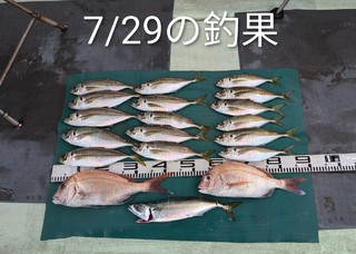マダイ