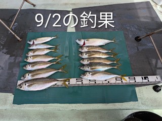 マアジ
