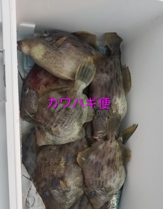 カワハギ