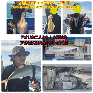 アオリイカ