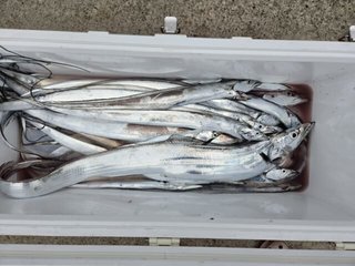 タチウオ
