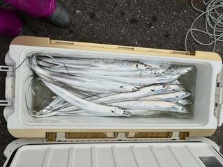 タチウオ
