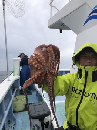 マダコ
