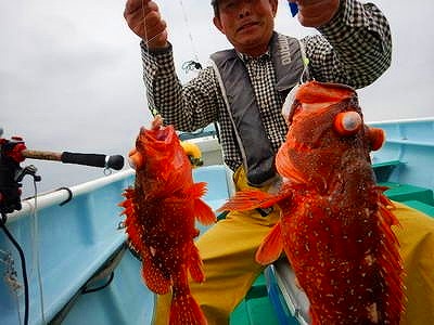 カサゴと五目のリレー釣りプラン 大物がたくさん潜む海 旬の美味しい魚をゲット 冲帆丸 はるまる 海釣り 釣り船予約サイト 釣割