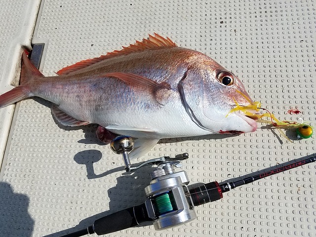 乗合]マダイ釣りプラン☆タイラバ・鯛カブラ・ひとつテンヤOK！☆船長おすすめ☆ |遊漁船ニライカナイ