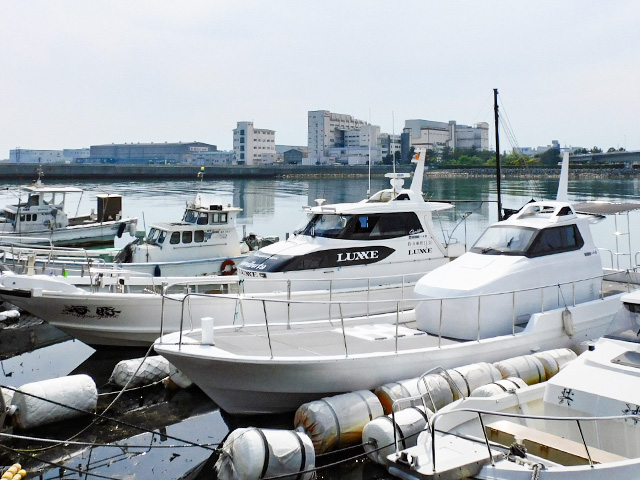 海豚(明石市/東二見漁港)