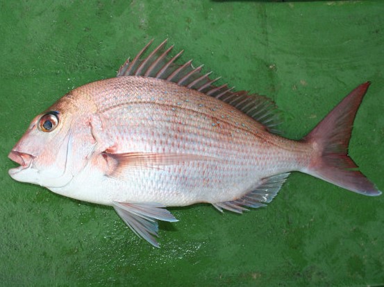 マダイの特徴 見分け方 写真から探せる魚図鑑
