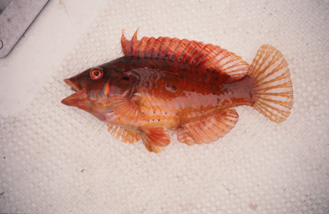 オハグロベラ スズキ目 ベラ科 釣魚図鑑 釣割