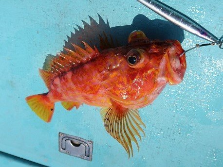 アヤメカサゴの特徴 見分け方 写真から探せる魚図鑑