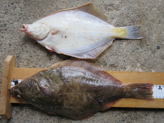 マガレイの特徴 見分け方 写真から探せる魚図鑑