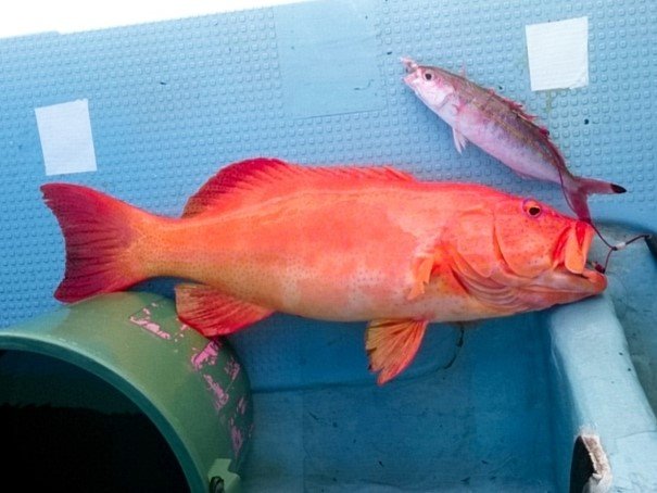 スジアラ／アカジンミーバイ：旬の魚介百科 - スジアラ 魚